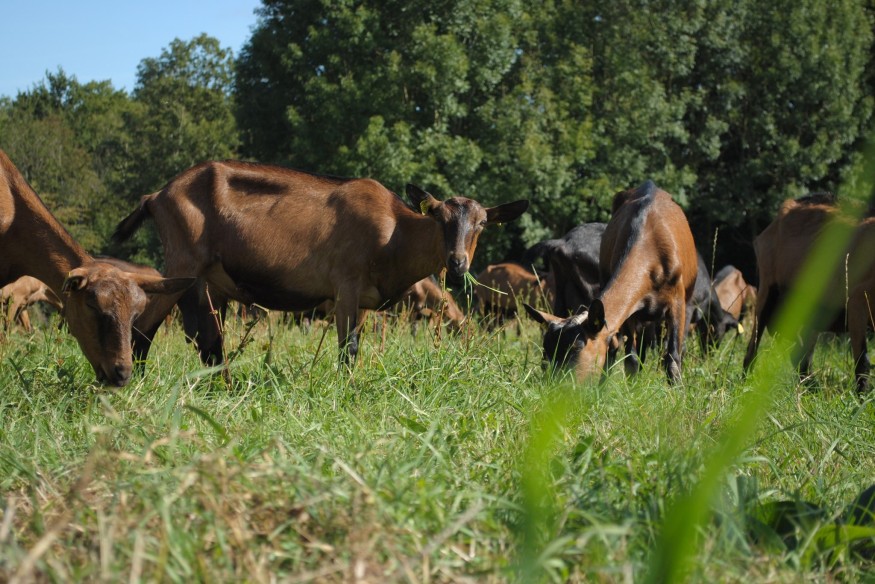Feu vert du Sénat pour supprimer l'Agence bio : Agrobio 79 réagit