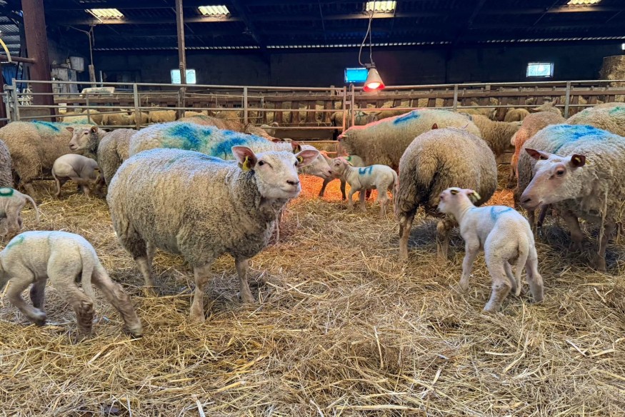 À Vasles, Mouton Village est redevenu propriétaire des moutons
